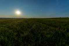 月亮星星场年轻的绿色小麦夏天