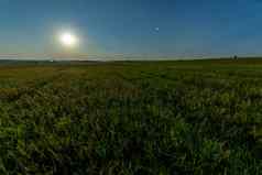 月亮星星场年轻的绿色小麦夏天