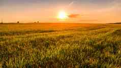 日落日出农业场耳朵年轻的绿色小麦阳光明媚的一天射线太阳推云