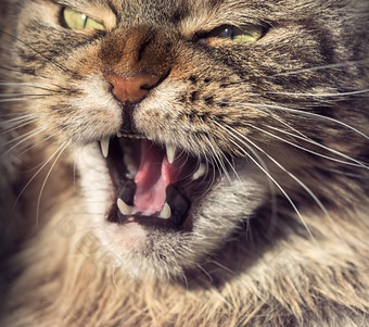 愤怒的猫动物的鼻口