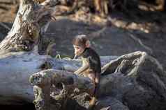 婴儿狒狒狒狒玩下降树分支
