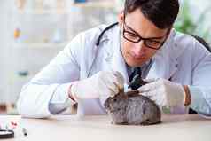 兽医医生检查兔子诊所