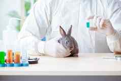 兽医医生检查兔子诊所