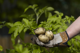 底图像戴着手套手显示新鲜的泥泞的土豆黄色的