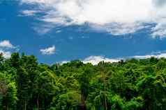 密集的绿色树森林蓝色的天空白色云
