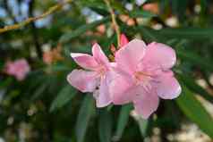 粉红色的夹竹桃花玫瑰湾花离开夹竹桃属夹竹桃