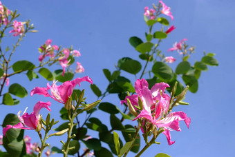 紫色的兰花树在<strong>香港香港</strong>兰花树紫色的<strong>紫荆花</strong>