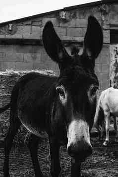 黑色的白色拍摄驴大耳朵相机