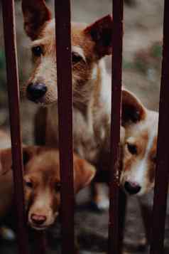 群可爱的棕色（的）狗栅栏