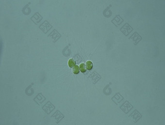 绿色藻类滴水<strong>显微镜</strong>