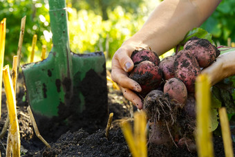 新鲜的成熟的红色的土豆收获时间红色的土豆手自制的发芽土豆花园首页园艺生态日益增长的概念