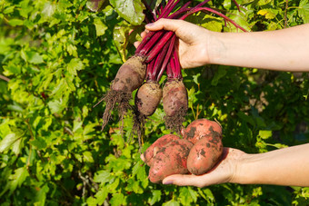 新鲜的成熟的红色的土豆收获时间红色的土豆手自制的发芽土豆花园首页园艺生态日益增长的概念