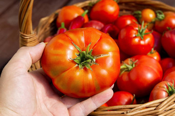 农民的手持有番茄背景篮子西红柿西红柿编织篮子特写镜头生态食物首页园艺概念