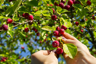 海棠排队收获天堂苹果红色的成熟的拉内茨基分支机构树收集梨海棠排队树