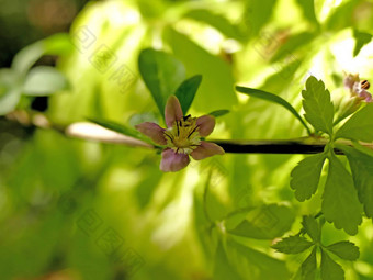 枸浆果花Herbal花园