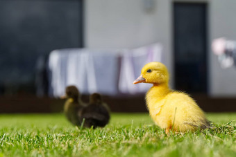 <strong>小新</strong>生儿小鸭走后院绿色草黄色的可爱的小鸭子运行草地场阳光明媚的一天