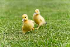 小新生儿小鸭走后院绿色草黄色的可爱的小鸭子运行草地场阳光明媚的一天