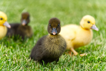 <strong>小新</strong>生儿小鸭走后院绿色草黄色的可爱的小鸭子运行草地场阳光明媚的一天