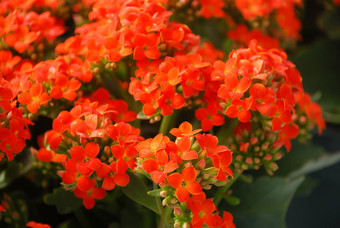 长寿植物红色的花长寿Blossfeldiana