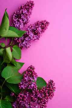 淡紫色花束花叶子最小的紫色的背景