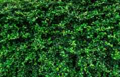 特写镜头常绿对冲植物小绿色叶子heage墙
