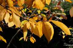 秋天颜色树秋天红色的黄金黄色的叶子美丽的阳光