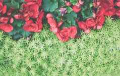 绿色自然叶子植物红色的秋海棠属植物花自然纹理