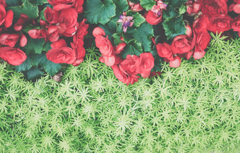 绿色自然叶子植物红色的<strong>秋海棠</strong>属植物花自然纹理