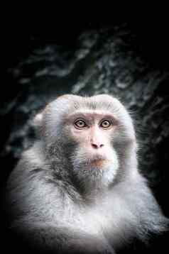 肖像可爱的猴子脸