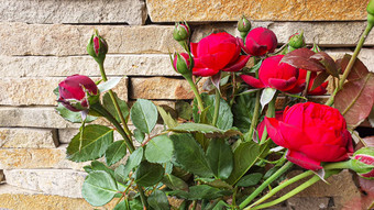 分支味蕾打开玫瑰背景石头墙花成长自然国家小屋区域