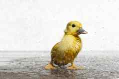 新生儿可爱的湿小鸭子雨滴下雨wather概念