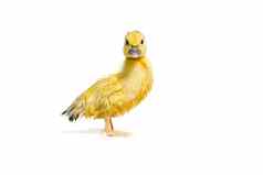 新生儿可爱的黄色的湿小鸭子孤立的白色