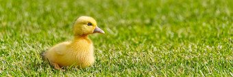 <strong>小新</strong>生儿小鸭走后院绿色草黄色的可爱的小鸭子运行草地场阳光明媚的一天横幅全景拍摄鸭小鸡草