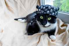 有趣的黑色的猫花俏的衣服海盗大手帕谎言相机