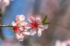 关闭粉红色的开花樱桃树分支樱花花