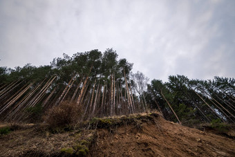 秋天景<strong>观色</strong>彩斑斓的森林