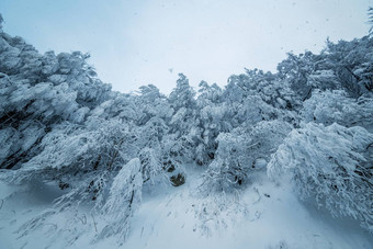 美丽的降雪梦幻冬天森林景观