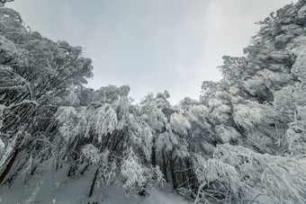 美丽的降雪<strong>梦幻</strong>冬天森林景观