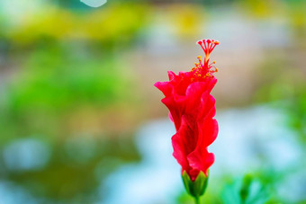 芙蓉syriacus芙蓉蔷薇-中华花