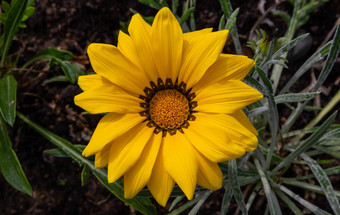 特写镜头照片美丽的黄色的花园花的原<strong>产地</strong>的原<strong>产地</strong>linearis花床上公园