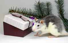 银老鼠礼物老鼠背景圣诞节装饰象征一年老鼠