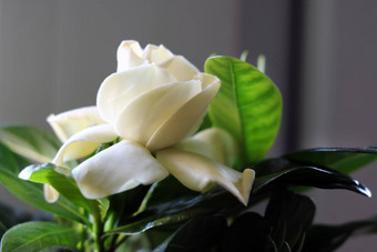 美丽的室内绿色植物白色花