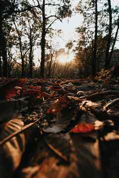 蚂蚁视图拍摄森林秋天的一天地板上填满叶子