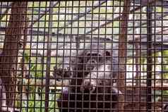 笼子里黑猩猩猴子