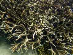 珊瑚礁生态系统多云的水捕获水下名潜水员