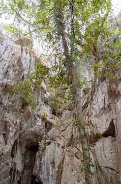 树蝙蝠洞穴生态系统