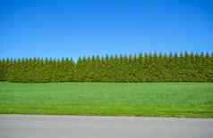 绿色长对冲蓝色的天空背景宽草坪上沥青路前面