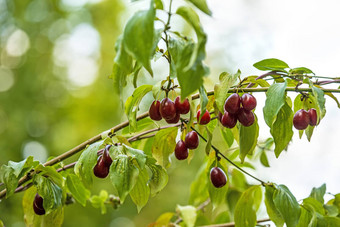 日本红玉髓樱桃成熟的水果