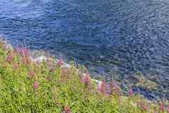 流动美丽的蓝色的河湖粉红色的花hemsedal挪威