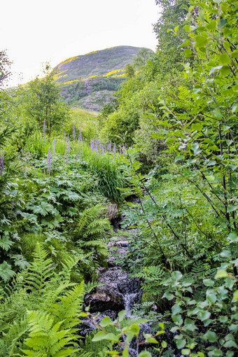 小美丽的自然河森林hemsedal挪威